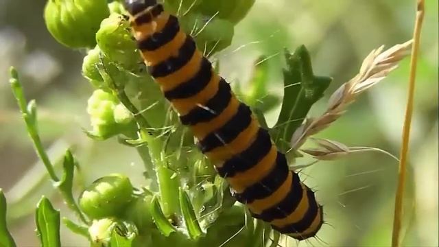ИНСЕКТАРИЙ: 185. Медведица Кровавая (Tyria jacobaeae) смотреть онлайн