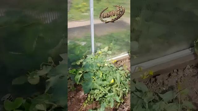 Кормим свои растения Эко продуктами 👍 смотреть онлайн