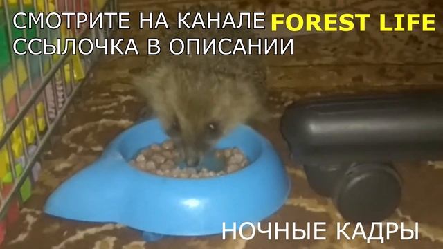 СПАС ЁЖИКА ПРИГЛАШАЮ НА КАНАЛ FOREST LIFE ССЫЛКА В ОПИСАНИИ. смотреть онлайн