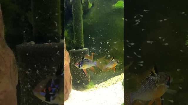 Hybrid dark knight ram pair with fry. #fishcare #cichlid #aquascape #ramfish #aquarium #discus смотреть онлайн