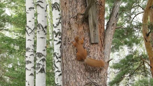 Лавка и её питомцы. Весна. #белка #бурундук #поползень