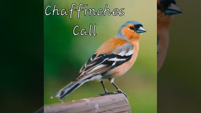 Chaffinches Call смотреть онлайн