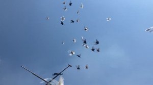 Николаевские Голуби Сергея