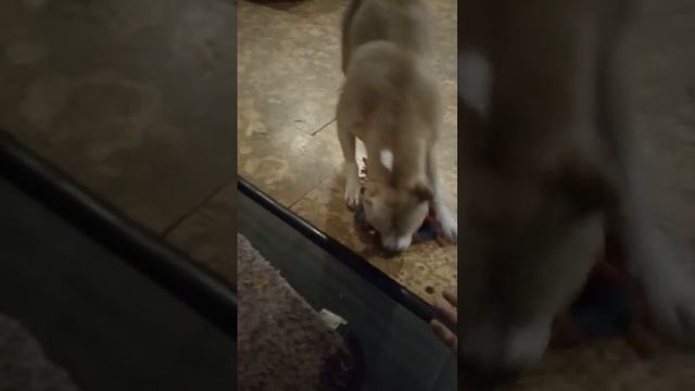 Стаффорд,они не так уж злые смотреть онлайн