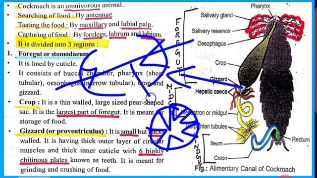 11th - COCKROACH DIGESTIVE SYSTEM |ORGAN AND ORG.SYS IN ANIMAlS|(NCERT/SCERT)NEET|Saravana Kumari смотреть онлайн