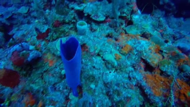 Diving in Cayo Largo - Cuba смотреть онлайн