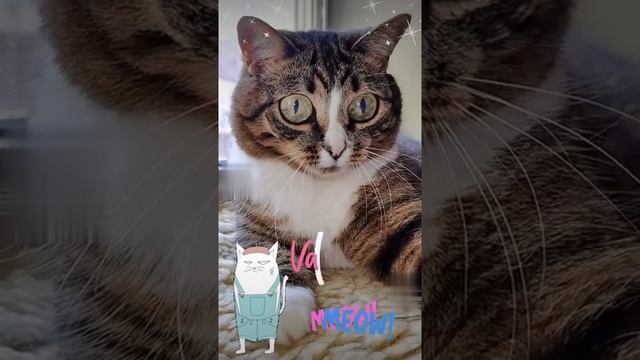 ПОСЛАЛ МЕНЯ НА 3 БУКВЫ / МИЛОТА ЛЮБИМАЯ МОЯ смотреть онлайн