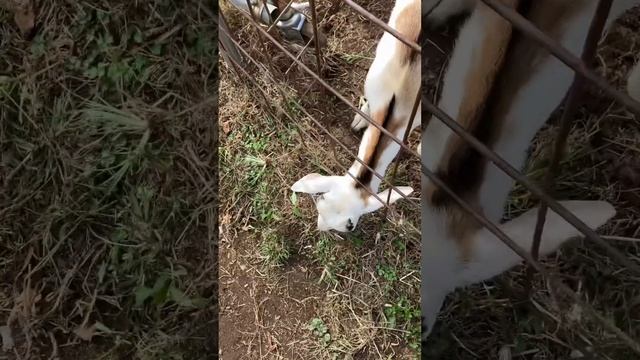 #可愛い子やぎさんたち смотреть онлайн