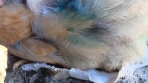 Каннибализм у цыплят или расклев. Что делать и как решить проблему.