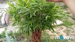 Уход за плетёными ивами🤗