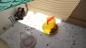 Инкубация и вывод фазанов