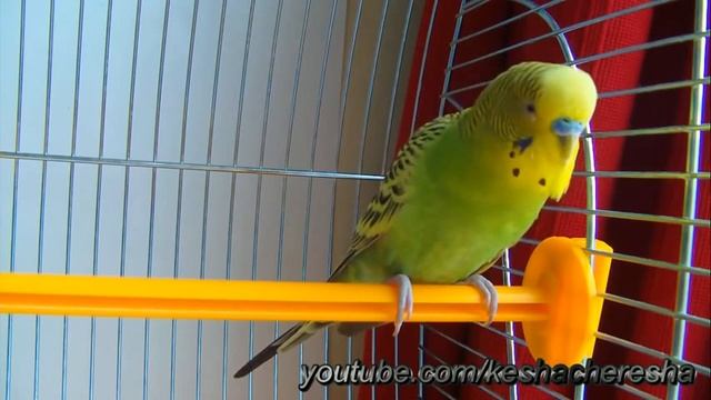 Волнистый попугай чирикает Звуки попугая. Budgerigar Tweets. Parrot Sounds