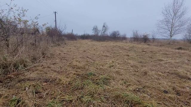 Косули в лесу Беларусь смотреть онлайн