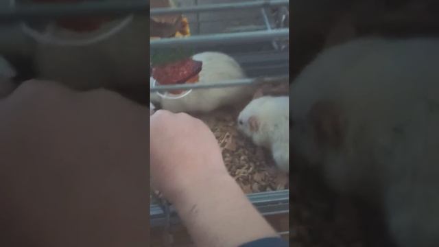 Крысы едят кашу смотреть онлайн