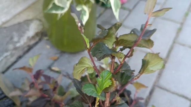 Черенкование в воде Пузыреплодника, Дёрена, Калины Бульденеж, Форзиции смотреть онлайн