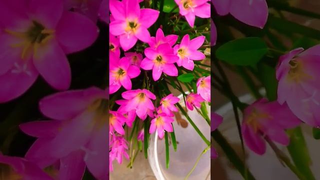 🌸pink grass Lilli🌸in my terrace garden#homegardenflowers # смотреть онлайн