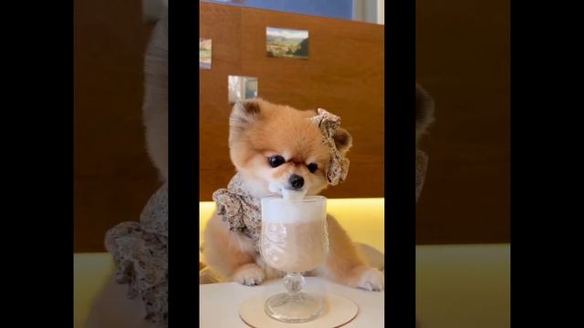 dogi ki coffee #viralshort #subscribe #shortvideo #short 💯💯💯💯💯🔥🔥🔥🔥🔥😨😨😨😨😨😨😨😰😰😰😰😰 смотреть онлайн