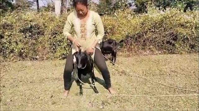 riding goat forest girl ❤️😍 смотреть онлайн
