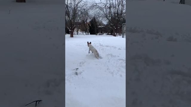 Наша Сонька ❤️🐶 #джекрассел #джекрасселтерьер #собака #собакадругчеловека смотреть онлайн