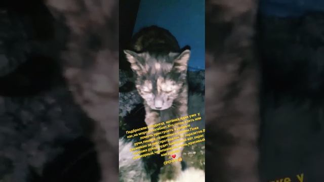 Срочно!Найти дом❤ бездомномукотёнку#крещенскиеморозы#морозы#добро#срочно#помощь_животным#найти#топ смотреть онлайн