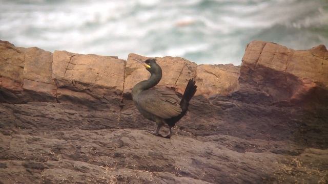 European Shag, Basque Country смотреть онлайн