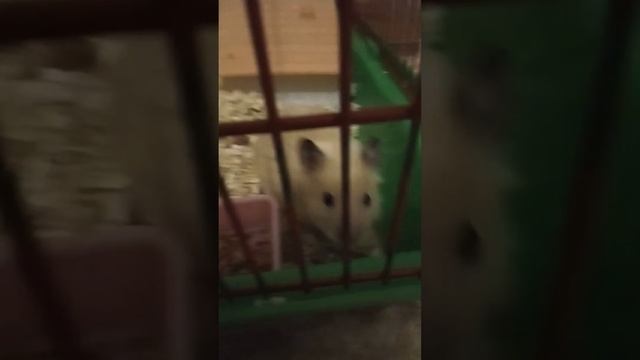 Мой хомя... или белка? Очень милый вобщем! смотреть онлайн