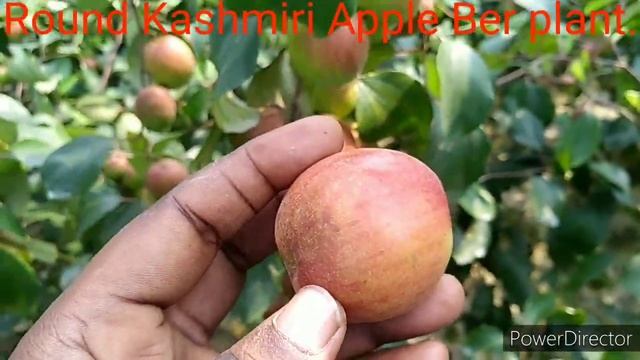 (Round)Kashmiri Apple Ber plant. смотреть онлайн