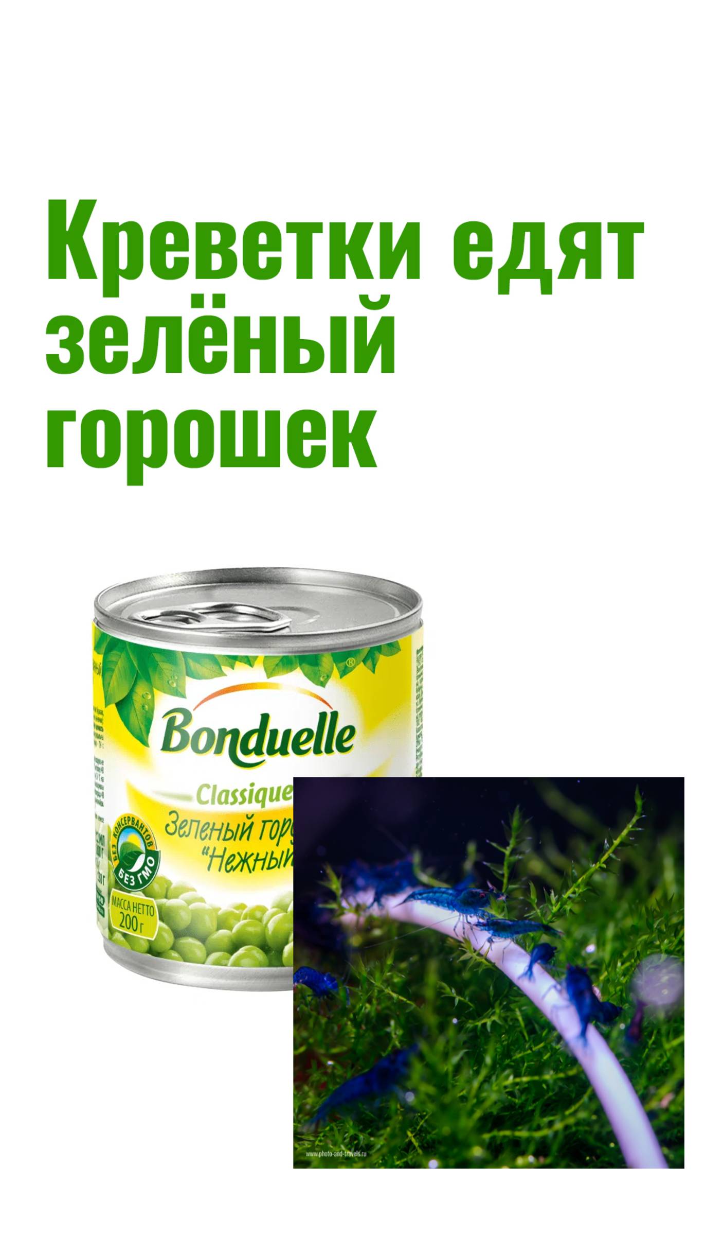 Аквариумные креветки с зелёным горошком смотреть онлайн