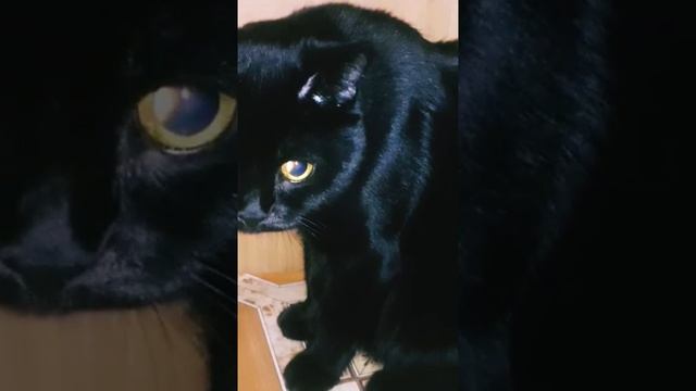 Чёрный красавец Малышкин#чёрныйкот#красавец#коттот#малыш#малышня#мойкот#музыкатоп#бетмен#жизнькота смотреть онлайн