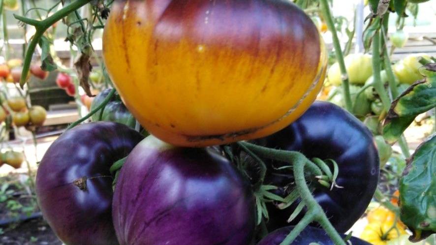 Томат Росомаха (Wolverine)