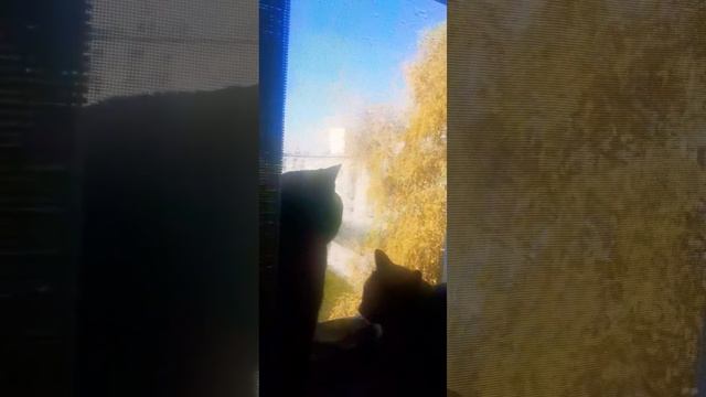 Малыш и Веста осень, наблюдают за утренним движением #кот #коттот#осень#кошкавеста #чёрныйкот#добро смотреть онлайн