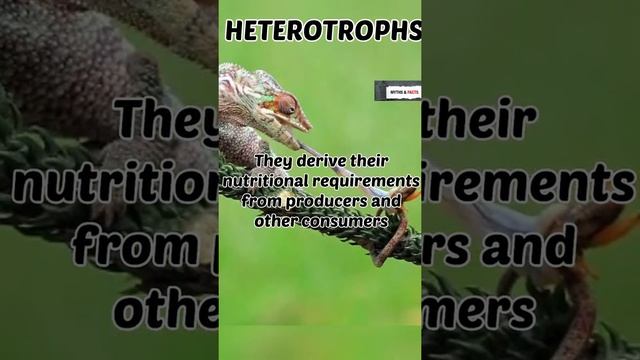 Producers and Consumers | Biotic Components:Part-1 |#environment #biotic #producers #heterotrophs смотреть онлайн