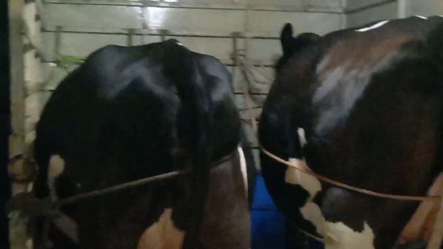 💥 🐄 🐂 🚛 HF & JERSEY சிறந்த மாடுகள் வாங்கலாம் ph : 7695899894 💥 смотреть онлайн