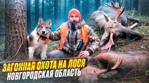 Загонная охота на лося в Новгородской области
