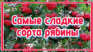 ТОП. Сладкие сорта рябины