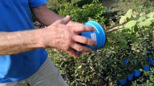 Жимолость. Питомник одной культуры.