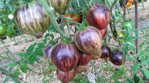 Томат Восставший звездный истребитель (Rebel Starfighter Prime)