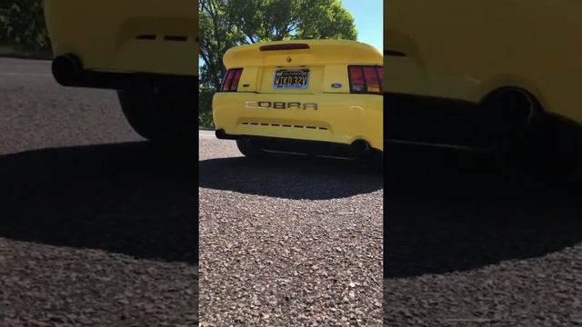 2001 Zinc Yellow Cobra (walk Around)