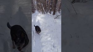 Австралийский хилер/ Australian cattle dog/ Весёлое настроение.