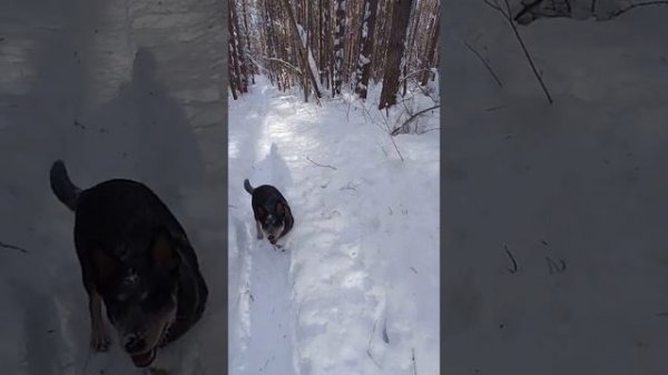 Австралийский хилер/ Australian cattle dog/ Весёлое настроение.