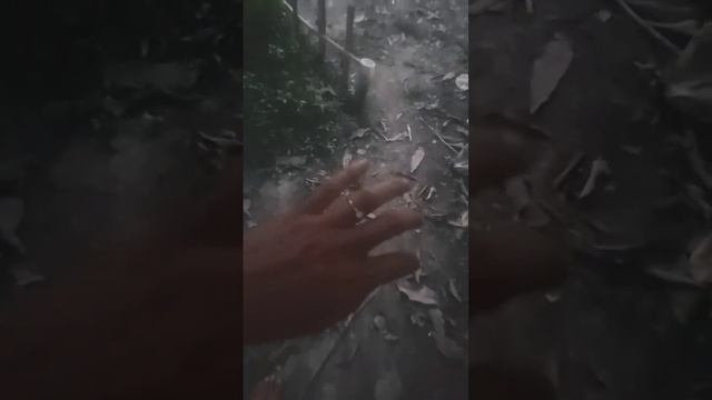 praktek IPA ttg simbiosis смотреть онлайн