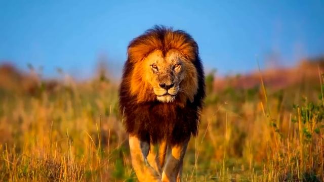 История шокировала весь мир! Вот что сделал лев с туристкой в джунглях!