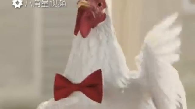 Китайские курицы поют. смотреть онлайн