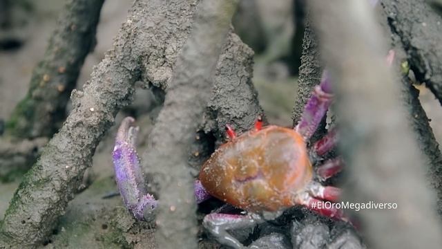 Documental | El Oro Megadiverso, de páramo al manglar смотреть онлайн