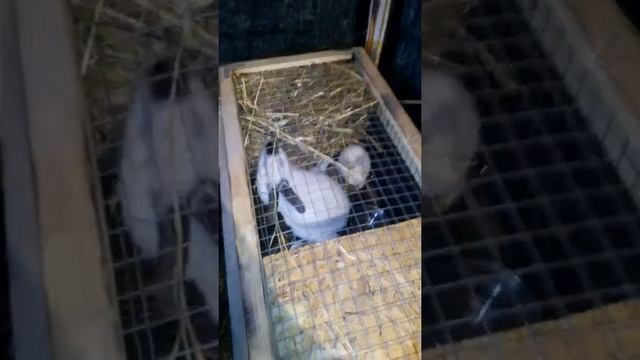 Кролики едят ячменное сено смотреть онлайн