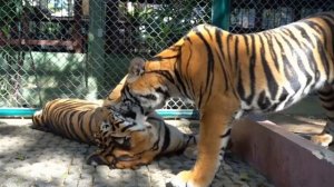 КОШКА МУРКА и ТИГРЫ с TIGER KINGDOM ПХУКЕТ! А ну-ка Давай-ка в КОРОЛЕВСТВЕ ТИГРОВ! ОГРОМНЫЕ ПИТОМЦЫ