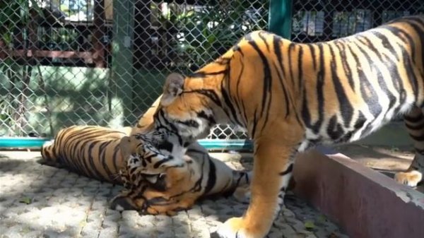 КОШКА МУРКА и ТИГРЫ с TIGER KINGDOM ПХУКЕТ! А ну-ка Давай-ка в КОРОЛЕВСТВЕ ТИГРОВ! ОГРОМНЫЕ ПИТОМЦЫ