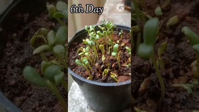 Green | Planting | Fenugreek seed | #trending смотреть онлайн