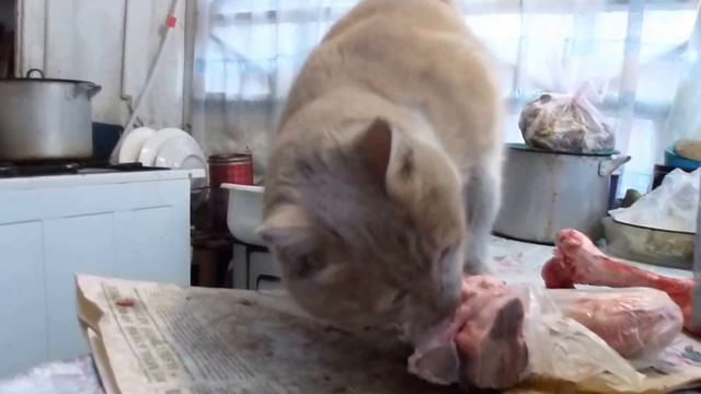 Рыжок -  Котопёс