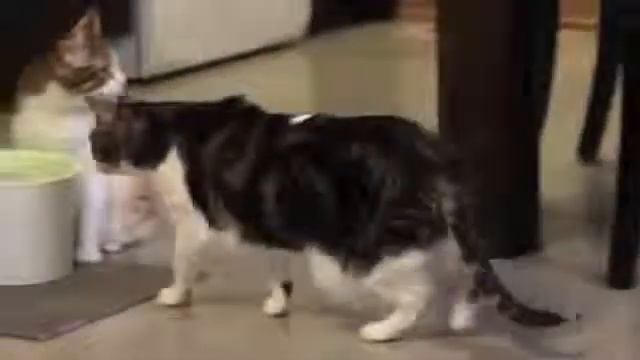 Hagen Catit Design Cat Drinking Fountain - поилка-фонтан для кошек смотреть онлайн